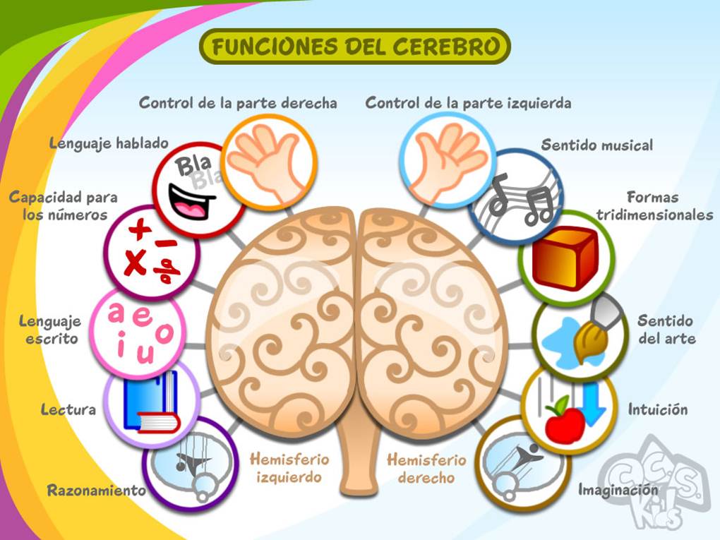Beneficios Sorprendentes de la Especialización Hemisférica 2 beneficios sorprendentes de la especializacion hemisferica