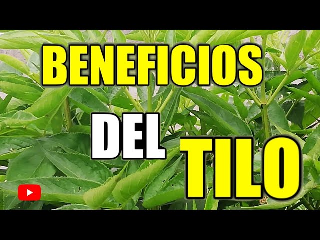 beneficios sorprendentes del te de tilo para tu salud