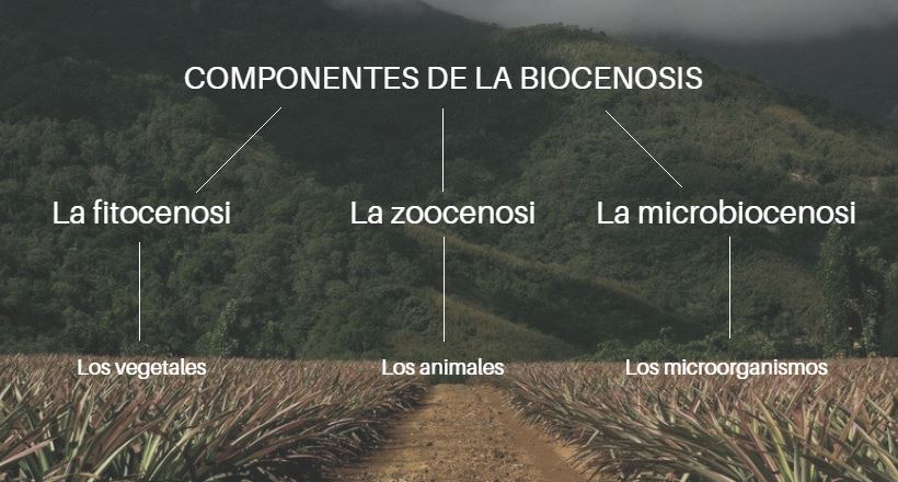 Biocenosis: QUÉ es, COMPONENTES y CARACTERÍSTICAS ESENCIALES 2 biocenosis que es componentes y caracteristicas esenciales