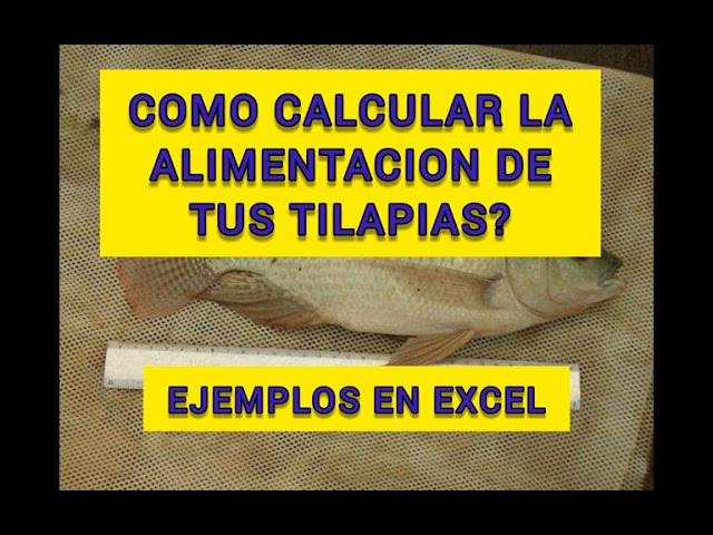 Biomasa: QUÉ ES Aprende a calcularla con nuestra CALCULADORA 2 biomasa que es aprende a calcularla con nuestra calculadora