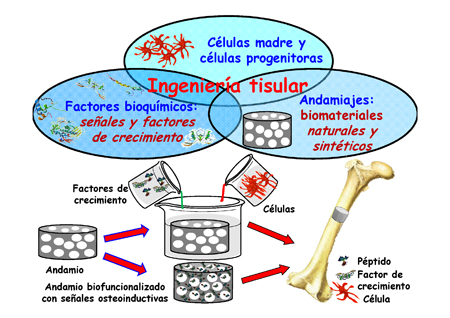 BIOMATERIALES: TIPOS y Ejemplos en TERAPIA Online en MADRID 2 biomateriales tipos y ejemplos en terapia online en madrid