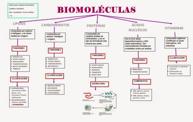 BIOMOLECULAS: Definición, TIPOS y FUNCIONES Esenciales 2 biomoleculas definicion tipos y funciones esenciales
