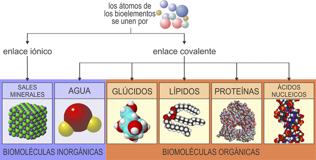 Biomoléculas: Tipos y Funciones Esenciales para la Vida 26 biomoleculas tipos y funciones esenciales para la vida