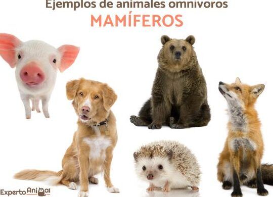 BÍPEDOS ANIMALES: DESCUBRE su Maravilloso MUNDO GRATIS 2 bipedos animales descubre su maravilloso mundo gratis