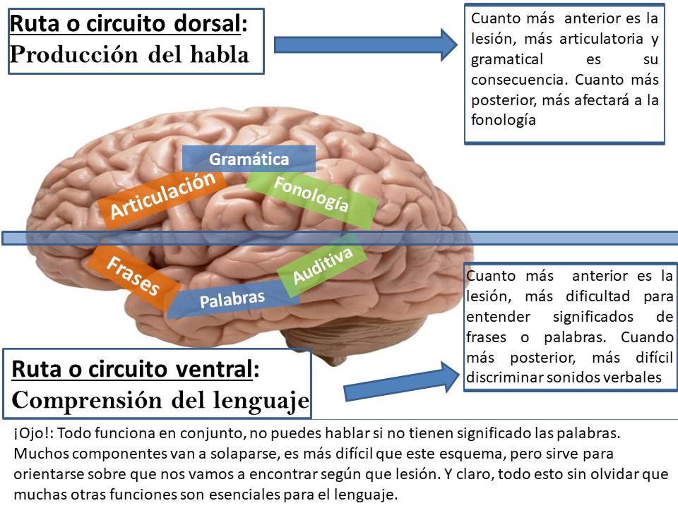 Brain FISSURES: Tipos y FUNCIONES Esenciales en Terapia 2 brain fissures tipos y funciones esenciales en terapia