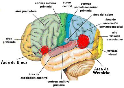 Broca: ÁREA CLAVE del CEREBRO y su FUNCIÓN ESENCIAL 2 broca area clave del cerebro y su funcion esencial