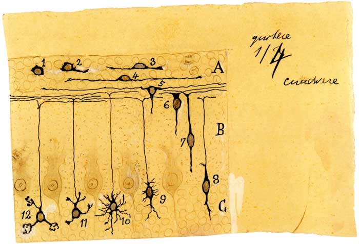 camillo golgi el citologo que transformo la ciencia