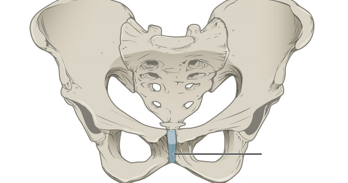 CARTILAGINOUS JOINTS: TIPOS y CARACTERÍSTICAS en MADRID 2 cartilaginous joints tipos y caracteristicas en madrid