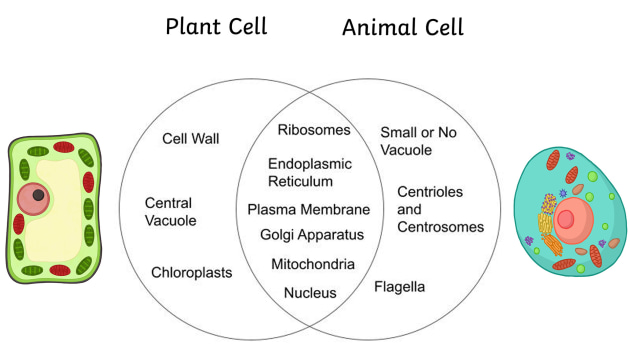 Células Animales vs. Vegetales: ¡Descubre sus Claves! 2 celulas animales vs vegetales descubre sus claves