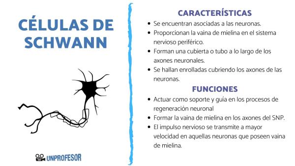 Células de Schwann: Descubre sus Funciones y Vaina 2 celulas de schwann descubre sus funciones y vaina