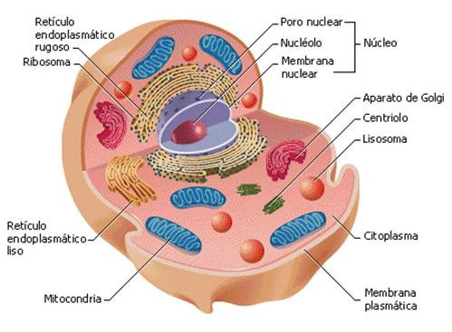 CÉLULAS en el CUERPO HUMANO - Tipos y Funciones CLAVE 2 celulas en el cuerpo humano tipos y funciones clave