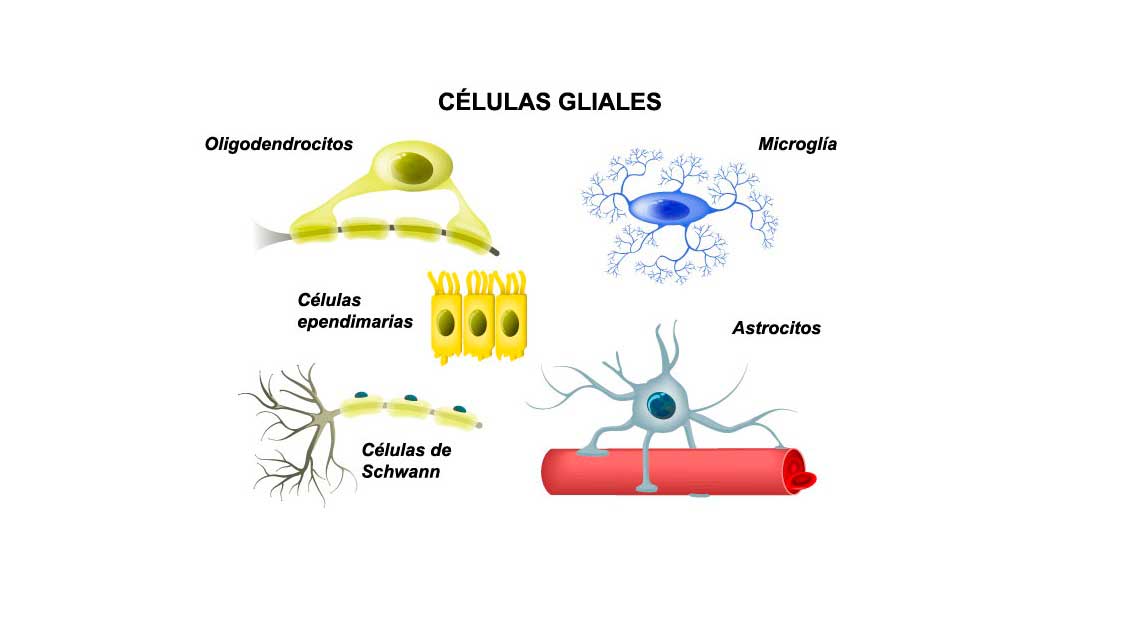 Células Ependimarias: Descubre sus Tipos y Funciones Clave 16 celulas ependimarias descubre sus tipos y funciones clave