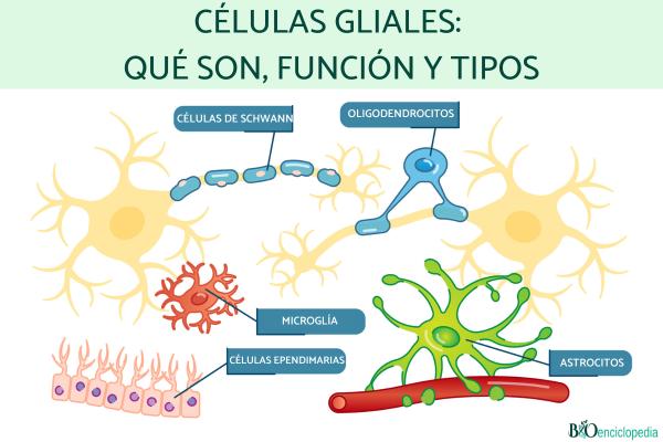 Células Ependimarias: TIPOS y FUNCIONES Esenciales en Madrid 2 celulas ependimarias tipos y funciones esenciales en madrid