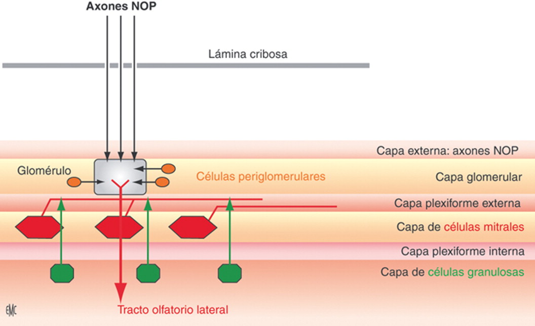 Células Gliales: FUNCIONES ESENCIAL y Tipos REVELADORES 2 celulas gliales funciones esencial y tipos reveladores