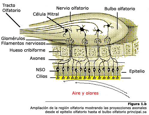 celulas mitrales funciones esenciales que debes conocer