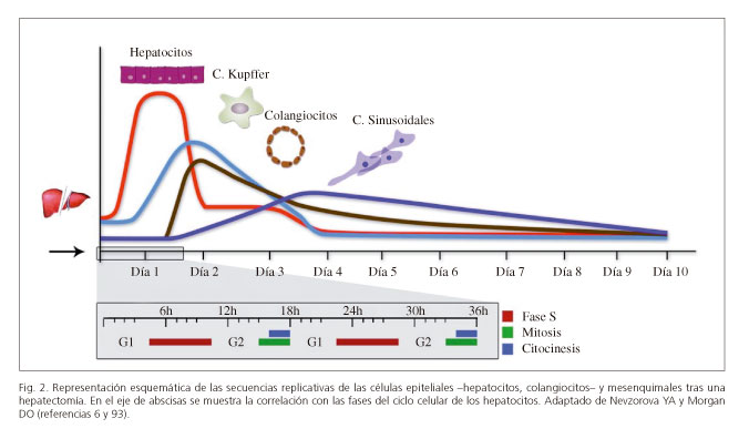 celulas natural killer funciones y secretos revelados