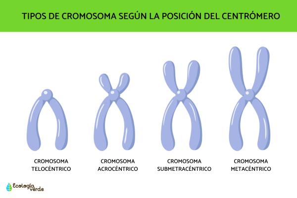 Centrómero: QUÉ ES FUNCIONES y TIPOS de CROMOSOMAS 2 centromero que es funciones y tipos de cromosomas