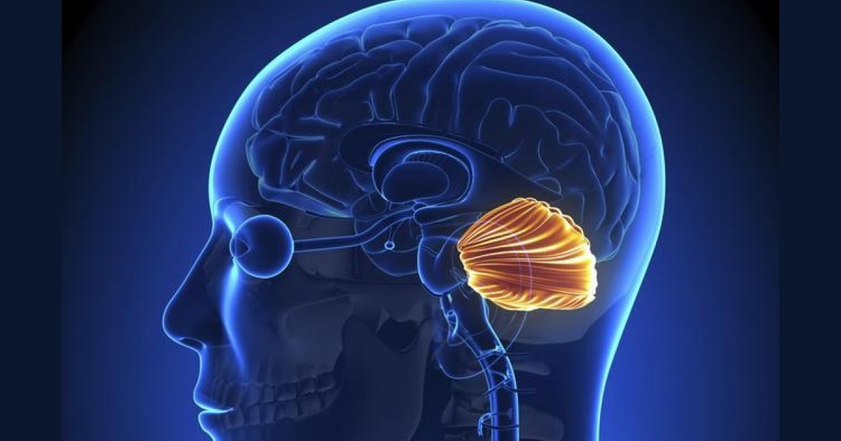cerebelo anatomia y caracteristicas que debes conocer
