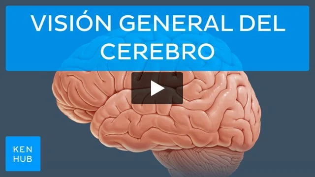 cerebelo funciones clave y beneficios sorprendentes
