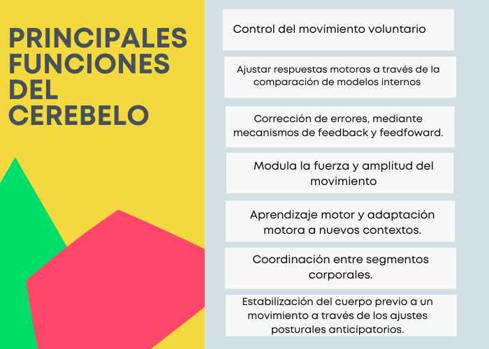 CEREBELO: IMPORTANCIA y FUNCIONES que DEBEN CONOCERSE 2 cerebelo importancia y funciones que deben conocerse