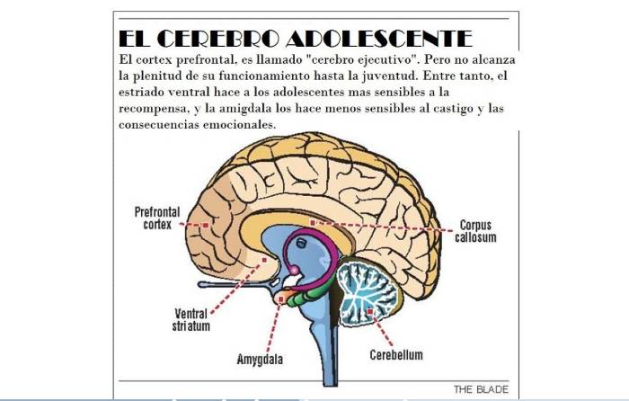 cerebro adolescente caracteristicas clave en su desarrollo