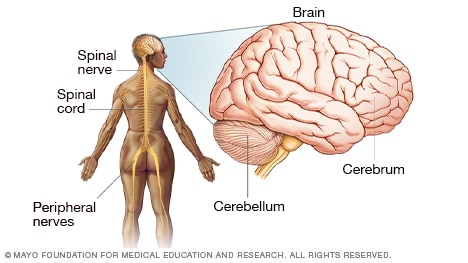 cerebro humano 10 funciones esenciales que no conocias