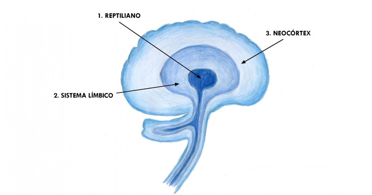 cerebro neocortical estructura y funciones del