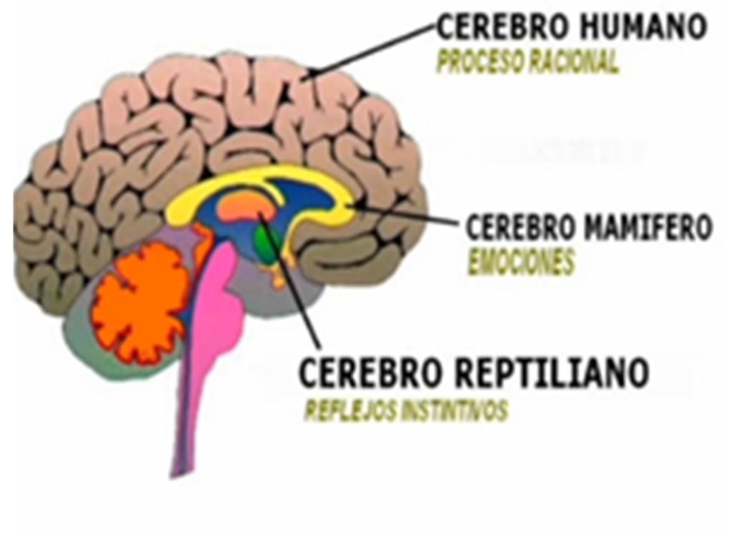 Cerebro Reptiliano: Funciones Sorprendentes que Ignoras 25 cerebro reptiliano funciones sorprendentes que ignoras