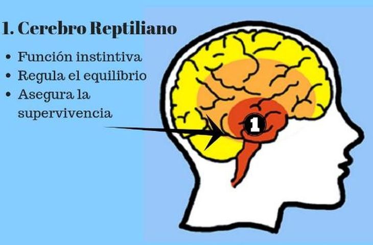CEREBRO REPTILIANO: FUNCIONES y EJEMPLOS que NO CONOCÍAS 18 cerebro reptiliano funciones y ejemplos que no conocias