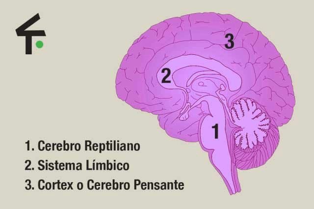 cerebro reptiliano que es el sistema reptiliano descubrelo