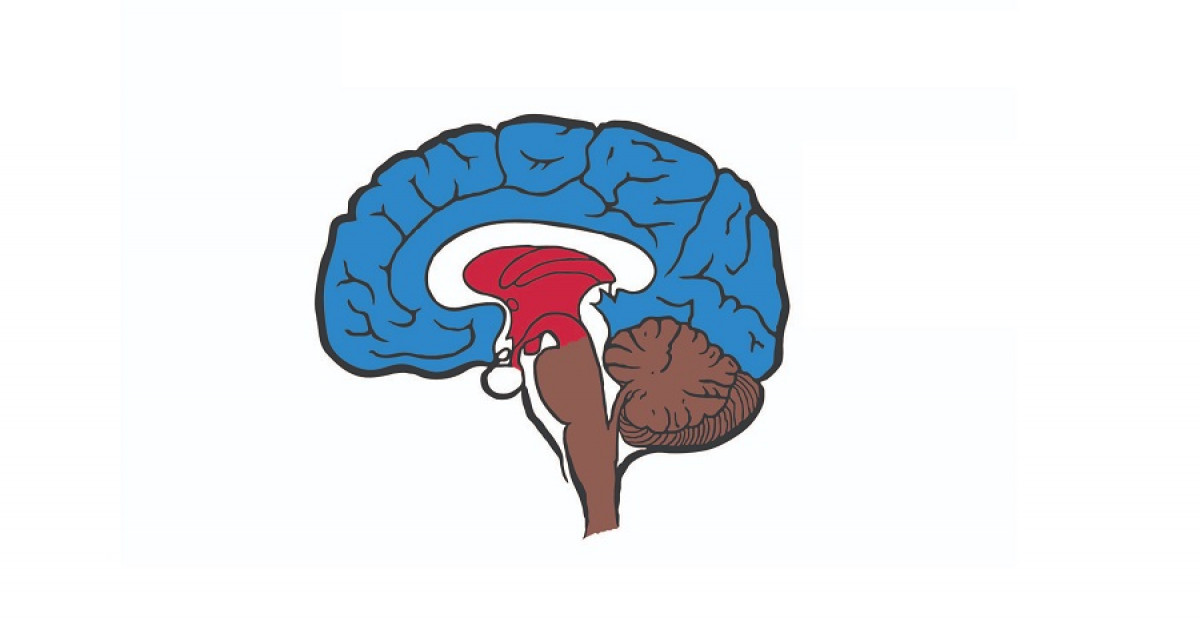 CEREBROS HUMANOS: Descubre la IMPORTANCIA del CEREBRO TRIUNO 20 cerebros humanos descubre la importancia del cerebro triuno