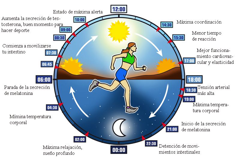 ciclo circadiano mejora tu sueno y vigilia en madrid