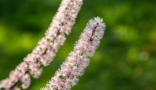 Cimicifuga Racemosa: Potencia Natural para la Salud Femenina 2 cimicifuga racemosa potencia natural para la salud femenina