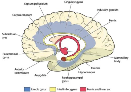 CINGULO CEREBRAL: Descubre el GIRO CINGULADO y sus FUNCIONES 2 cingulo cerebral descubre el giro cingulado y sus funciones