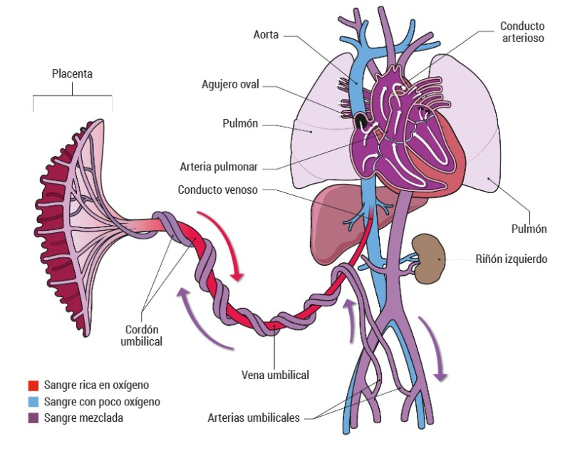 circulatory system partes y funciones esenciales en madrid