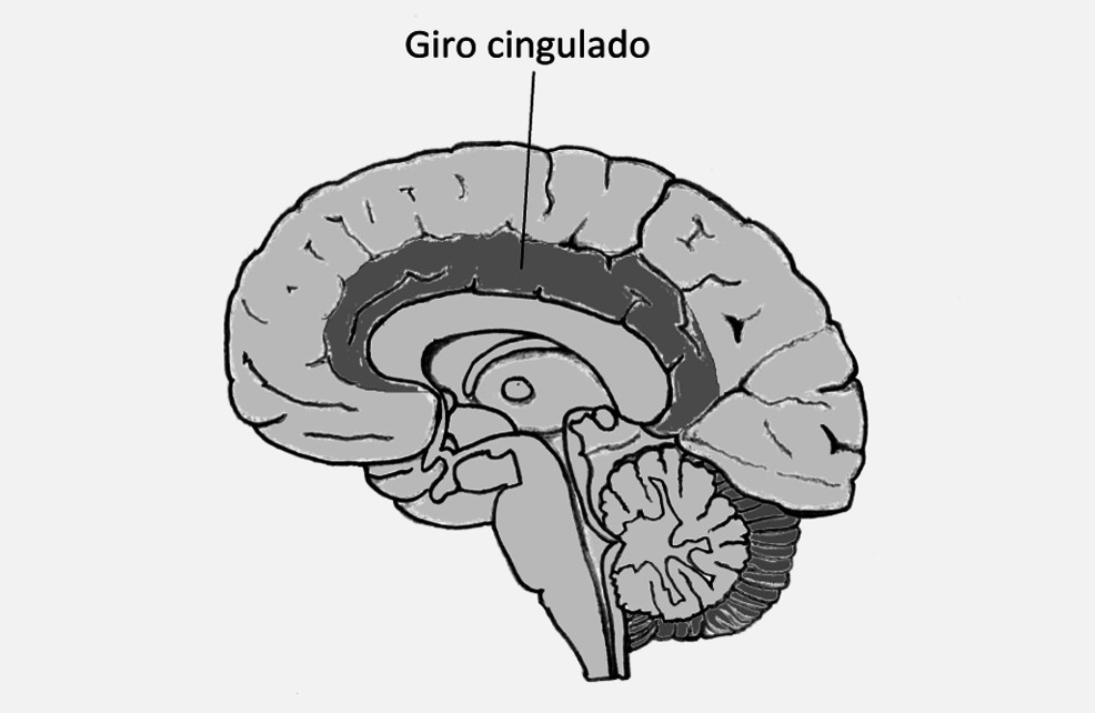 CIRCUNVOLUCIÓN CINGULADA: ESTRUCTURA y FUNCIONES CLAVE 34 circunvolucion cingulada estructura y funciones clave