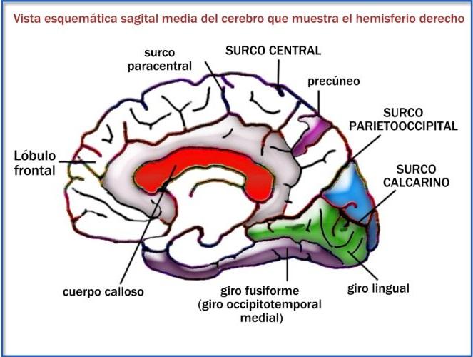 CISURA DE ROLANDO: ANATOMÍA y FUNCIÓN Esencial en Madrid 2 cisura de rolando anatomia y funcion esencial en madrid