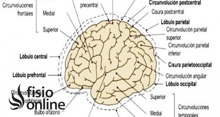 CISURAS DEL CEREBRO: TIPOS y CARACTERÍSTICAS ESENCIALES 13 cisuras del cerebro tipos y caracteristicas esenciales