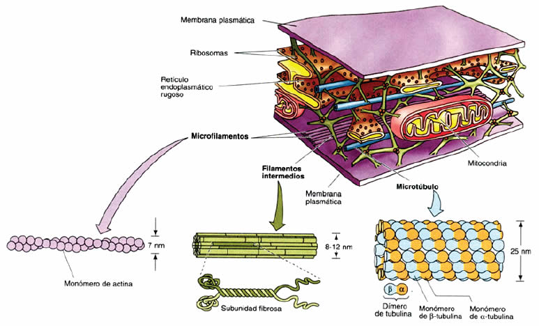 CITOESQUELETO: FUNCIONES y PARTES Esenciales en NEURONAS 2 citoesqueleto funciones y partes esenciales en neuronas