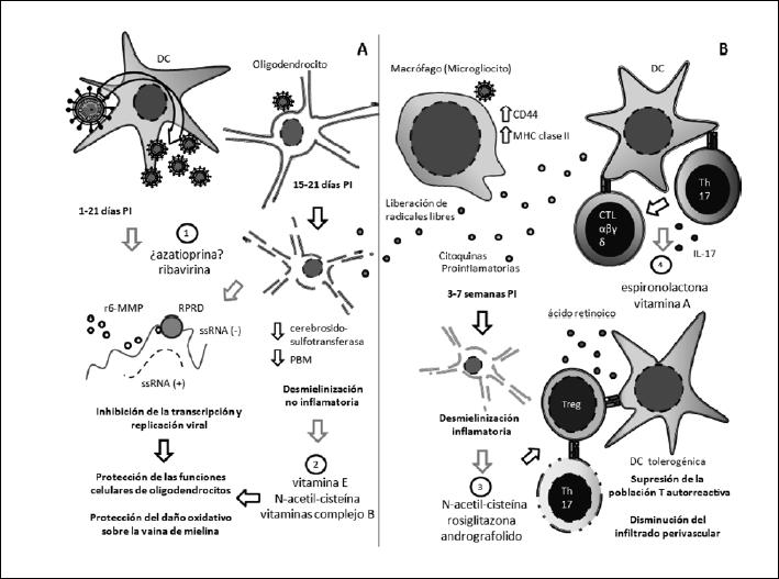 CITÓLISIS Moderada: ENFERMEDADES y su IMPACTO en CÉLULAS 17 citolisis moderada enfermedades y su impacto en celulas
