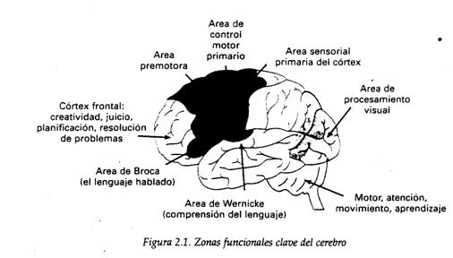 Claves del Sistema Activador Reticular: ¡Descúbrelas Ahora! 2 claves del sistema activador reticular descubrelas ahora