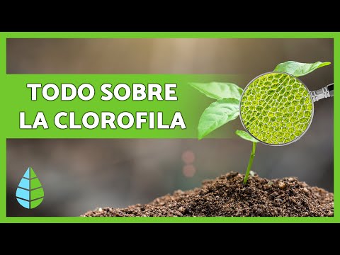 Clorofila: QUÉ ES y PROPIEDADES BENEFICIOSAS del PIGMENTO 2 clorofila que es y propiedades beneficiosas del pigmento