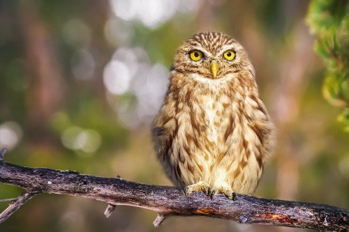 colombofobia por que el miedo a las palomas nos atrae
