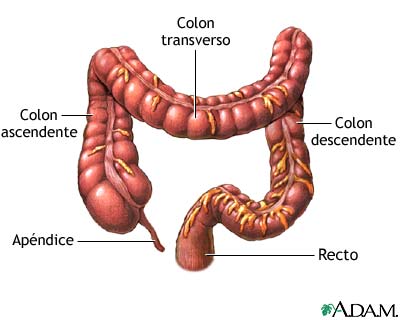 COLÓN en el CUERPO HUMANO: Funciones y PARTES Esenciales 2 colon en el cuerpo humano funciones y partes esenciales