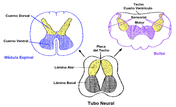 COMISURA CEREBRAL: ROLES y FIBRAS de ASOCIACIÓN en TERAPIA 2 comisura cerebral roles y fibras de asociacion en terapia