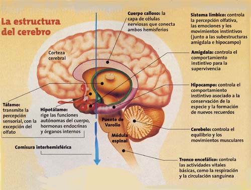 Comisuras CEREBRALES: FUNCIONES y IMPORTANCIA Esencial 2 comisuras cerebrales funciones y importancia esencial