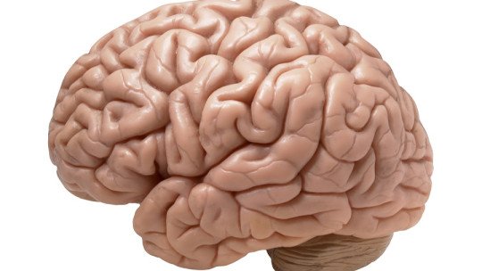 Cómo CUIDAR el CEREBRO: 10 HÁBITOS IMPRESCINDIBLES Para TI 2 como cuidar el cerebro 10 habitos imprescindibles para ti
