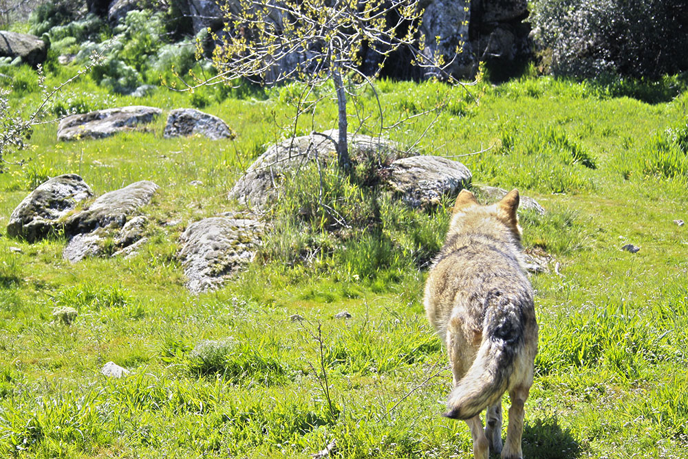 Cómo detectar LOBOS con PIEL de CORDERO - Frases que DELATAN 2 como detectar lobos con piel de cordero frases que delatan