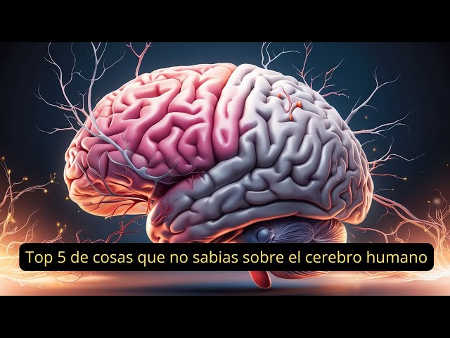 Cómo FUNCIONA el CEREBRO HUMANO - DESCUBRE sus SECRETOS 2 como funciona el cerebro humano descubre sus secretos