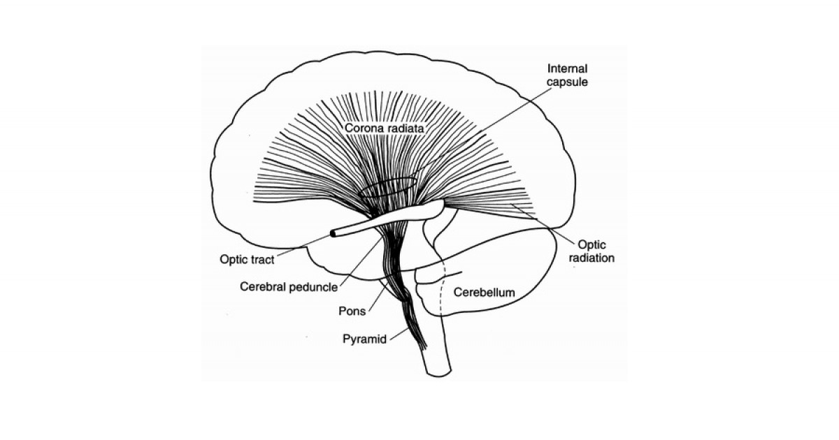 CORONA RADIATA del CEREBRO: ANATOMÍA y FUNCIONES Esenciales 2 corona radiata del cerebro anatomia y funciones esenciales